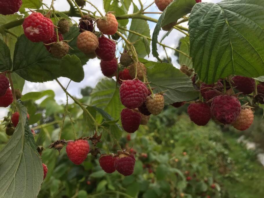 L'ile Aux Fruits En Berry