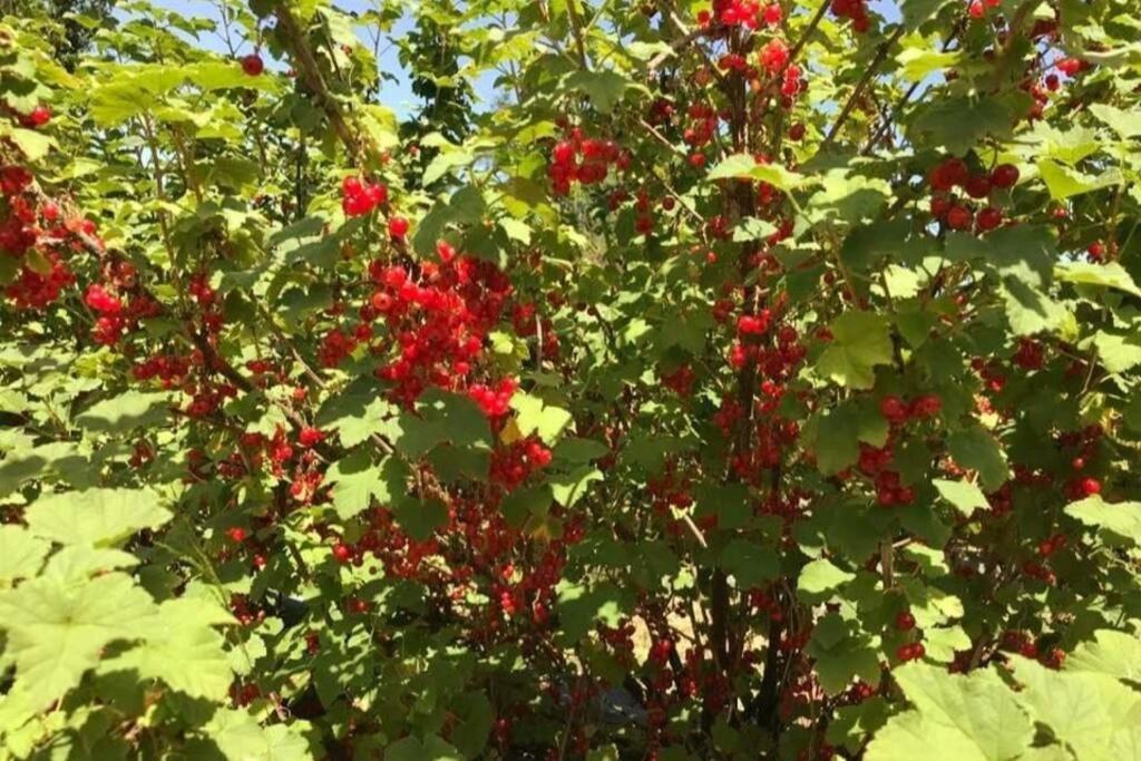 L'ile Aux Fruits En Berry Ardentes