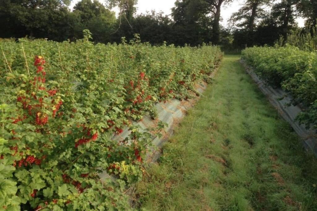 L'ile Aux Fruits En Berry *