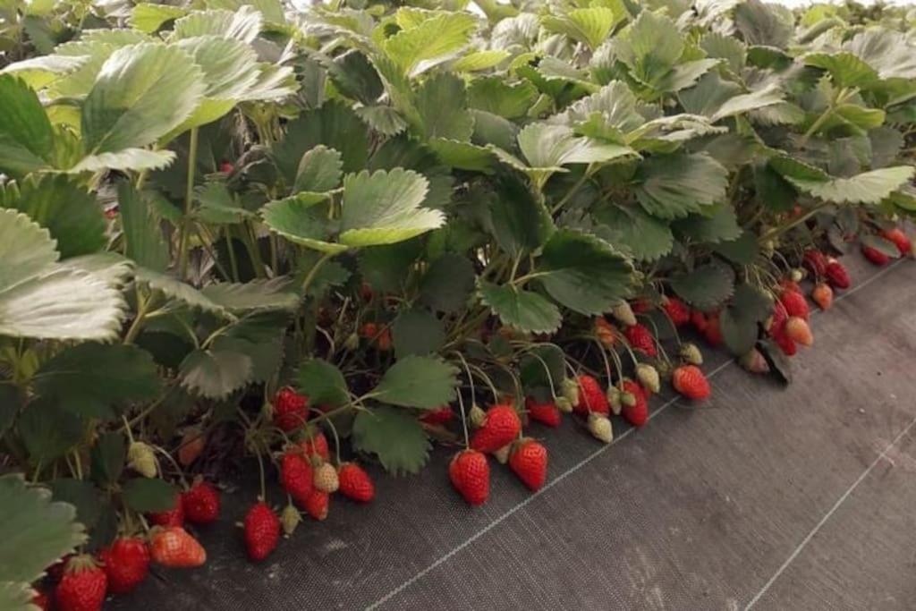 L'ile Aux Fruits En Berry Hébergement de vacances Ardentes